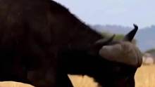 硬核！野牛暴怒把狮子揍得满地找牙