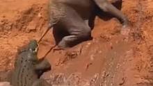 小象被鳄鱼攻击，水里的河马突然冒出头