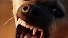角马踢飞鬣狗，鬣狗落地后不敢再捕猎