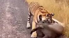 滚开，这是我的猪