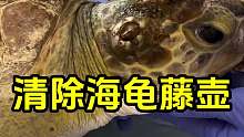 为什么要帮助海龟清除藤壶？