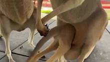 捕食瞬间