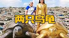 两只乌龟