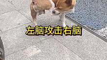 左脑攻击右脑