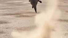 犀牛激战雄狮