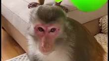 绿色的猴头才更美