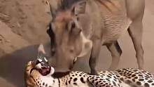 疣猪勇猛反击直接打跑猎豹