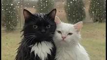 两只相爱的小猫