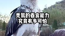 秃鹫的吞食能力究竟有多可怕？