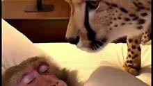猎豹想亲近猴哥，猴哥怕的要死