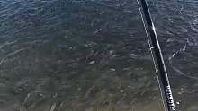 海岸突然“沸腾”，不是风浪，是条纹鲈开饭了