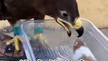 进食的老鹰