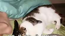 粘人的小猫咪