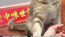 这猫咪太可爱了
