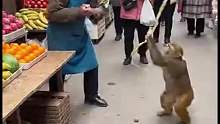 猴子大战水果店老板
