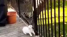 猎豹，被卡住了