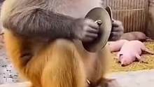猴哥笑死了