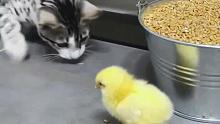 小猫欺负小鸡，结果悲剧了