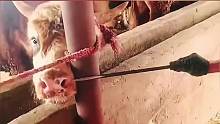 牛鼻环扎孔、太残忍了吧