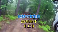 森林中发生的离奇神秘事件