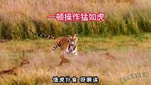 一顿操作猛如虎，最后赔了两毛五，虎丽娟让鹿戏弄了