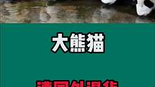 大熊猫遭遇退货！