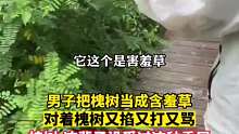 男子把槐树当成#含羞草 ，对着槐树是又掐又打又骂，槐树：这辈子没受过这种委屈#你的家乡有这种植物吗