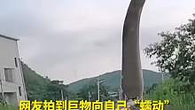 网友拍到巨物向自己“蠕动”，靠近才发现…….