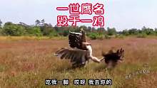 一世鹰名毁于一鸡，老楞懵了