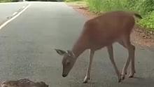 看到被汽车吓坏的录宝宝，暖心司机停下车，静静地等待鹿妈妈鼓励小鹿重新站起