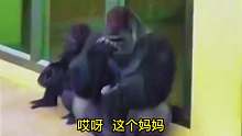 猩猩妈妈我容易吗搞笑配音
