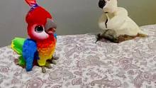 鹦鹉：这家伙长得花里胡哨的，不像个好鸟！