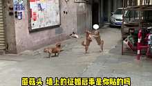 三只狗狗的一场情感大戏狗狗的迷惑行为搞笑配音