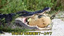 一场鳄鱼和乌龟的拉锯战搞笑配音