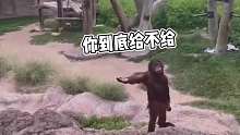 猩猩我今天就要站着把饭要动物成精搞笑配音