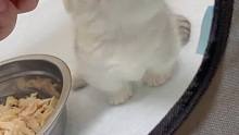 鸡肉拿来吧你曼基康矮脚短腿猫小奶猫的成长日记记录猫
