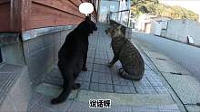 黑猫什么档次，敢这么跟我说话猫咪吵架搞笑配音