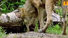 世界上最刚的动物-狼獾