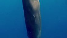 在海洋中睡觉休息的鲸鱼……