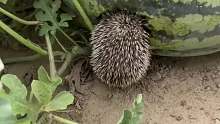 女子瓜地里逮到“偷瓜贼”小刺猬。网友：叫它吃叫它吃，孩子正是长身体的时候