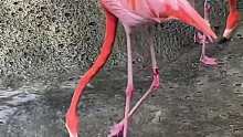 论火烈鸟有多会抢镜？这大概就是动物园里的显眼包吧。火烈鸟：“俺给大家表演个“喝气泡水。”