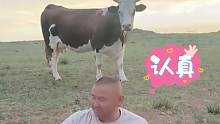 男子用小牛表演“拉手风琴”，老牛在后面看懵了，网友：这就是传说中的“扯犊子”吧