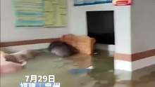 一楼住户被淹 家里游进八头猪