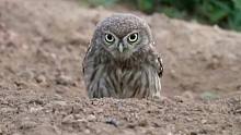 两只小猫头鹰为了一个小土坑打架，萌萌的样子太可爱了……