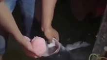 网友：给它点健胃消食片吧！  洛阳网
