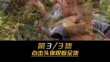 第3集 荒野求生，贝爷最接近SW的一次冒险，徒手捉狮子差点命丧黄泉！