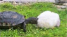 来自乌龟的“啃腚”！那是屁股可不是吃的啊……