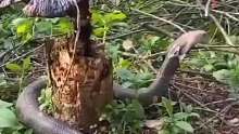 贺州一条蛇盘着一株灵芝,老乡用树枝也赶不走