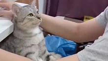 猫咪：爸爸认真给我挣猫条的样子真帅啊！想抱抱他