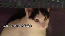 你会养一只这样的猫咪吗？